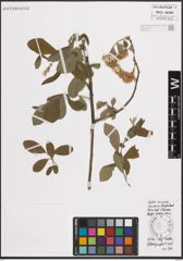 Foto von Salix cinerea L.